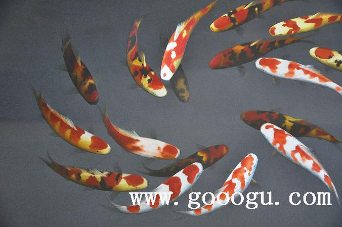 蘇繡年年有余,蘇繡精品,刺繡藝術(shù)品,蘇繡裝飾畫精品